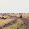Отель Mara Serena Safari Lodge, фото 14