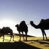 Отель Sahara Camels Camp, фото 13