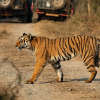 Отель voco Jim Corbett, an IHG Hotel, фото 35