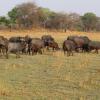 Отель Chaminuka Lodge and Nature Reserve, фото 20