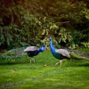 Отель Silverstream Lodge, фото 18