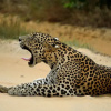 Отель Funky Leopard Safari Lodge Bordering Yala National Park - Hostel, фото 14