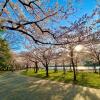 Отель Sakuranomiya Hotel, фото 10