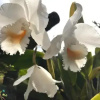 Отель Finca Turistica Machangara, фото 14