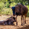 Отель Shamba Yetu Mountain Lodge, фото 21