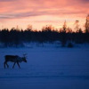 Отель Torassieppi Eco Reindeer Resort, фото 18