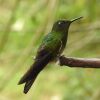 Отель Finca El Colibri, фото 11