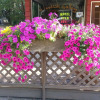 Отель Woodside Inn в Кенте