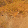 Отель Ranthambhore Bagh Niwas, фото 6