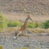 Отель Sanbona Wildlife Reserve, фото 15