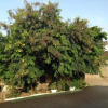 Отель Residence Schaka Miniere в Конакри