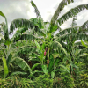 Отель Finca Cuipo, фото 11