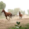 Отель Roop Niwas Kothi, фото 19