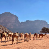 Отель Wadi Rum Tribe - Campsite, фото 21