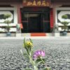 Отель Wuyishan Ruting Yayuan Hotel, фото 12