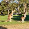 Отель Novotel Swan Valley Vines Resort, фото 31