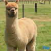 Отель Silverstream Alpaca Farmstay and Tour, фото 29