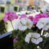 Отель WiSaRelax, фото 19