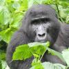 Отель Gorilla Safari Lodge, фото 29