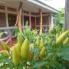 Отель Hostal Rancho Sabor Isleño - Ometepe, фото 20