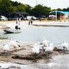 Отель Jacobs Well Tourist Park, фото 12