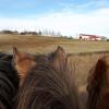 Отель Geysir Hestar в Хёйкадалюр