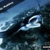 Отель Aquaventure Manta Lodge - Scuba Divers, фото 17