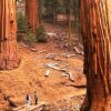 Отель Scenic Wonders Yosemite Pines 2 Bedrooms в Йосемити