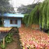 Отель Pallada Bromeliads Garden and Resort, фото 14