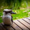 Отель The Bower at Broulee, фото 32