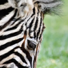 Отель Horseback Africa, фото 15
