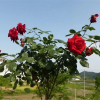 Отель Anqing Guanzhuang Inn, фото 8