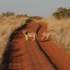 Отель Xaus Lodge, фото 26