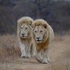 Отель Elandela Private Game Reserve & Luxury Lodge, фото 8