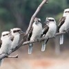 Отель Kookaburra Retreat, фото 13