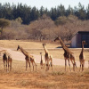 Отель Lowveld Escape, фото 26