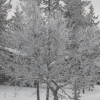 Отель Saariselkä Inn Log Cabins, фото 7