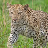 Отель Leopard Sands, Kruger Park, фото 24