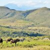 Отель Garden Route Safari Camp, фото 28