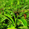 Отель Grand Plaza Munnar, фото 22