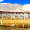 Отель TIH Pangong Lake View Cottages and Camps, фото 17