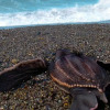 Отель Villas VR Beachwalk Avellanas, фото 49