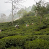 Отель Amã Stays & Trails Puttabong Cottage, Darjeeling, фото 25