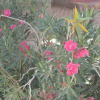 Отель Kasbah La Palmeraie, фото 9
