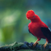 Отель Refugio Paz de las Aves, фото 5