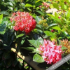 Отель Rumah Dole, фото 2