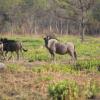 Отель Chaminuka Lodge and Nature Reserve, фото 21