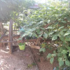 Отель Pro Ma Homestay, фото 4
