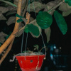 Отель Tam Coc Sunrise Homestay, фото 5