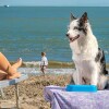 Отель Holiday Home S2 Conchiglia, фото 27